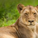 lioness on grass